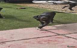 Great Dane dogs for sale: 1M 1F Great Dane pups looking for their new homes. in Bathgate - Image 12