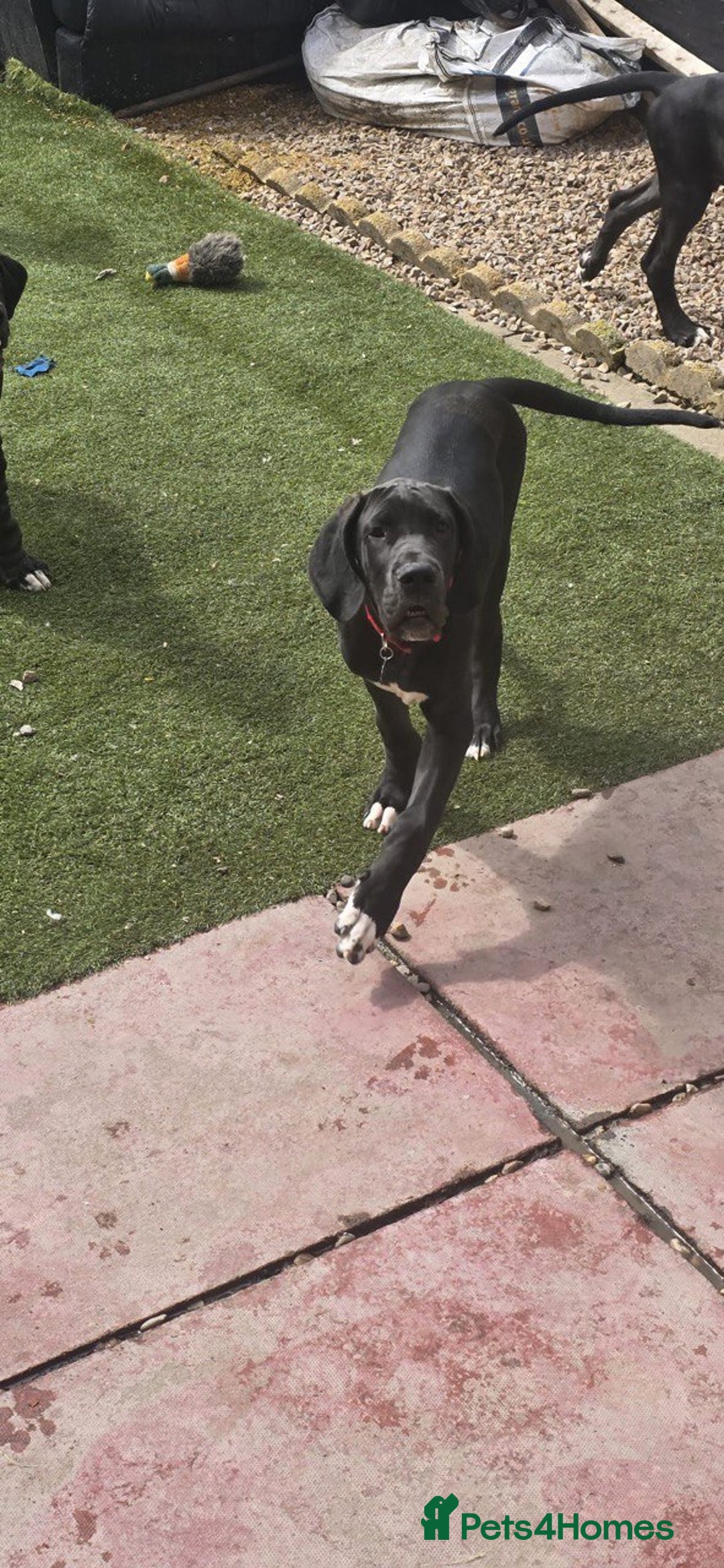 Great Dane dogs for sale: 1M 1F Great Dane pups looking for their new homes. in Bathgate - Image 12