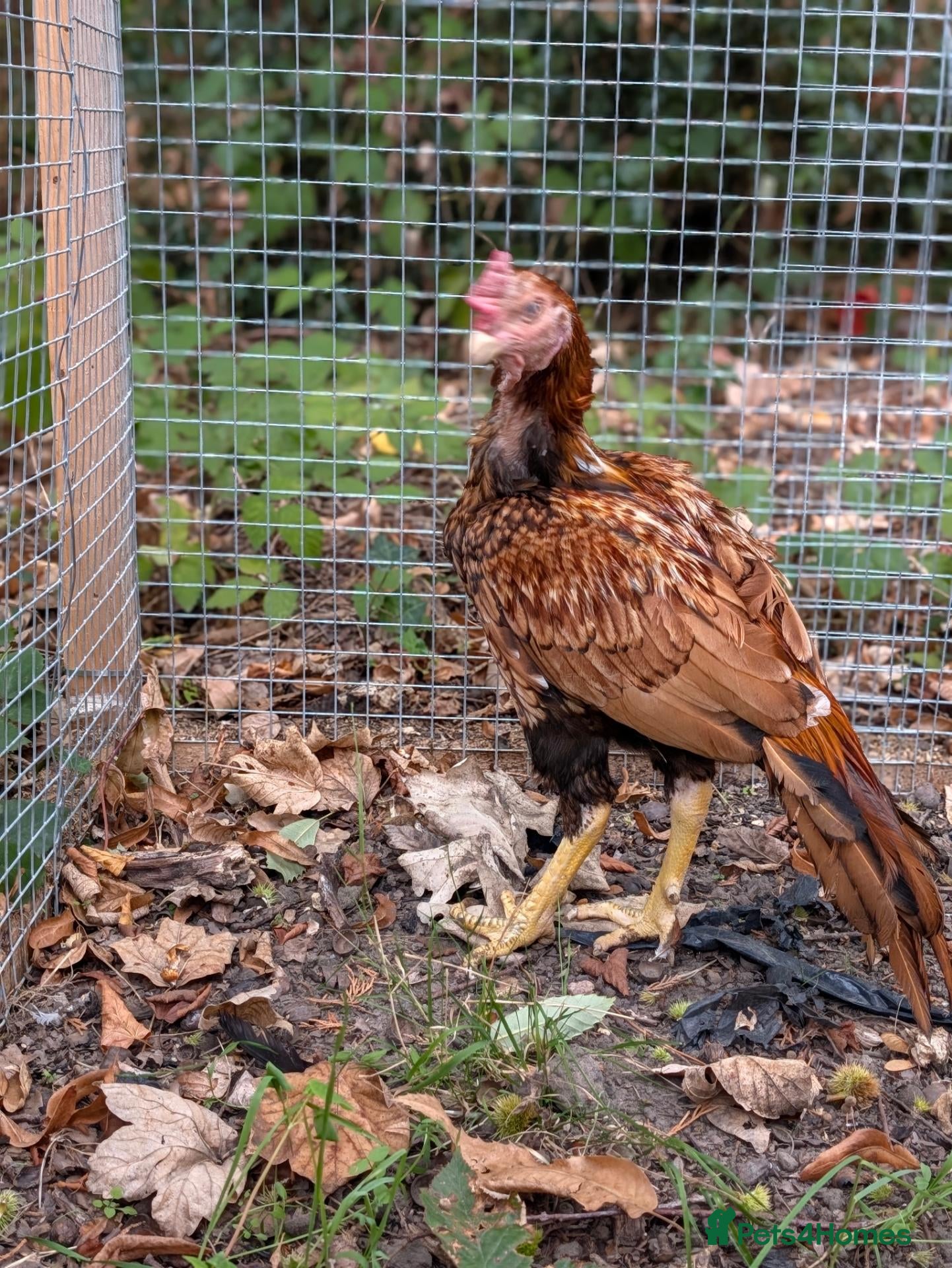 Chickens poultry for sale: Pure Aseel (Asil) Young Cockerel - Advert 21