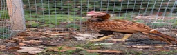 Chickens poultry for sale: Aseel Pair for Sale  - Advert 4