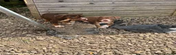 American Bully dogs for sale: American pocket bully  - Advert 4