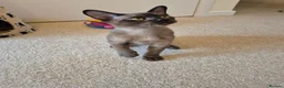 Burmese cats for sale: Gorgeous Pedigree Burmese Kittens - Advert 6