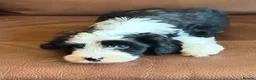 Tibetan Terrier dogs for sale: Beautiful Kc Registered Tibetan Terrier Puppies - Advert 9