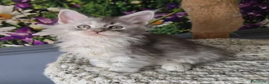 Maine Coon 2 Hershey
