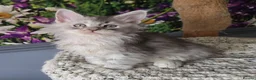 Maine Coon cats for sale: Stunning TICA Maine Coon kittens - Advert 31