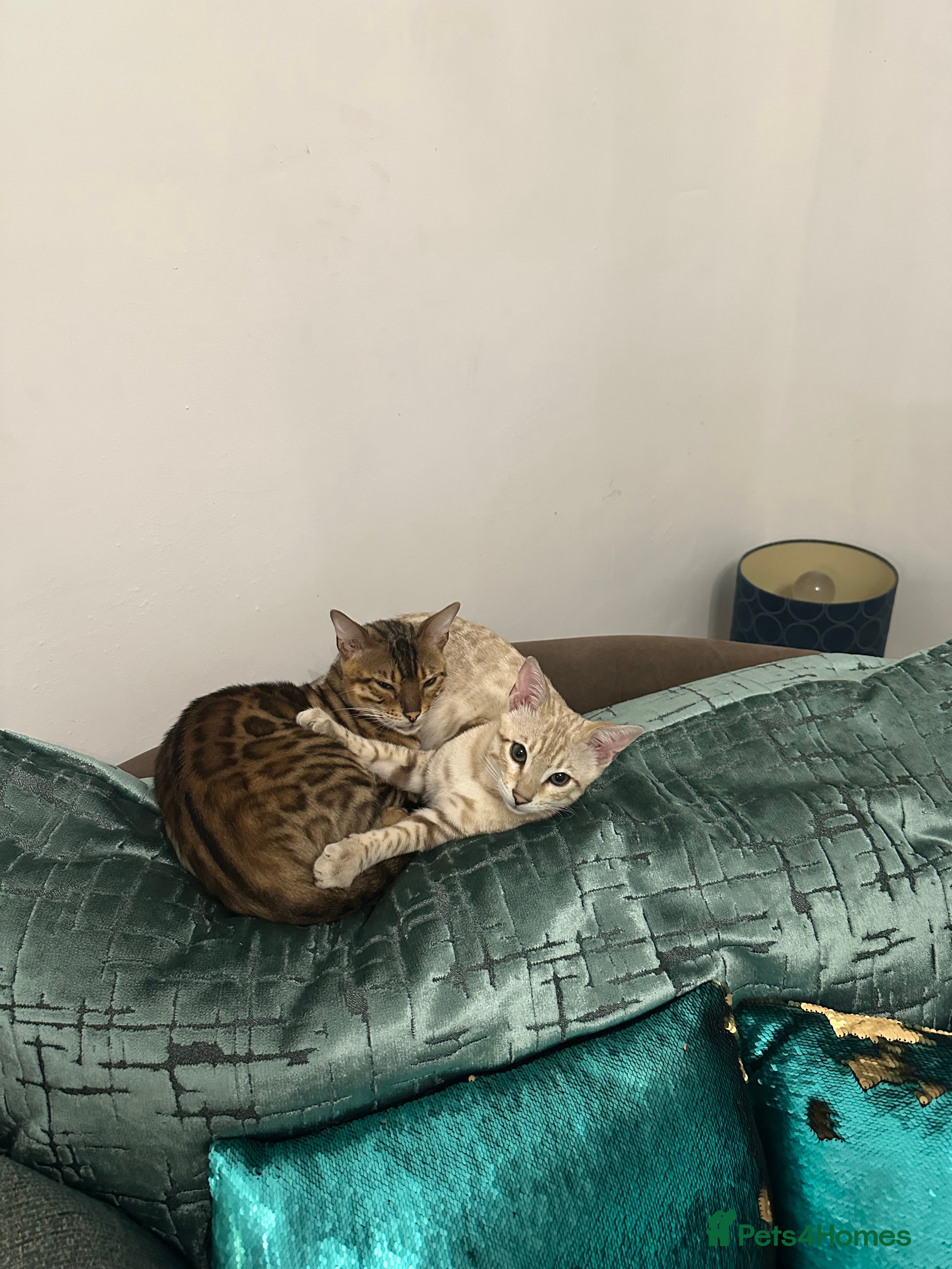 Bengal cats Tica registered snow Bengal kittens for sale - Advert 2