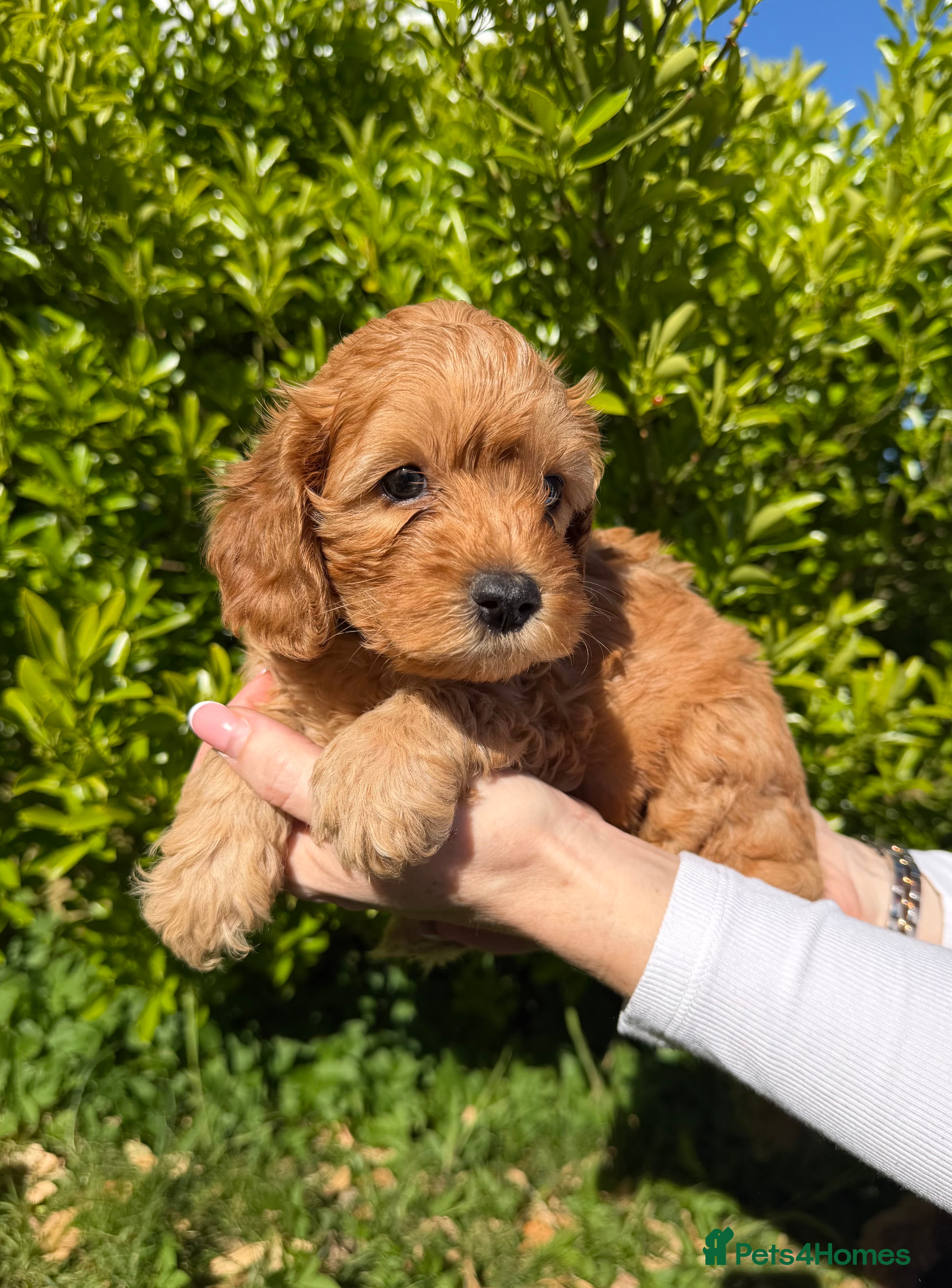 Cavapoo dogs DNA Tested parents - F2 cavapoo puppies  - Advert 2