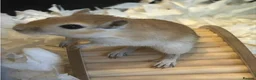 Gerbil rodents for sale: 2 friendly female gerbils - Advert 1