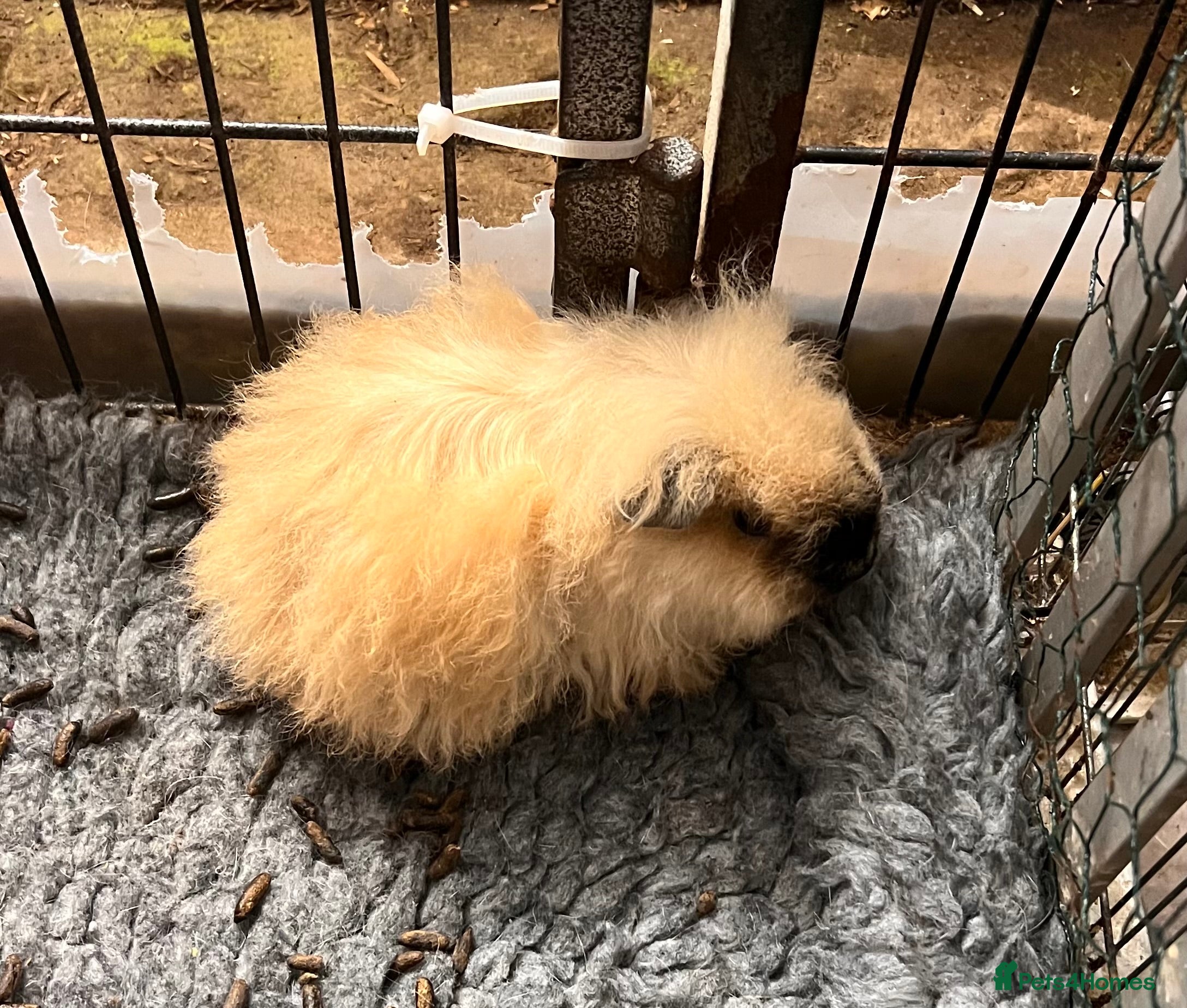 Guinea Pig rodents Two pairs of bonded Texel and Lunkarya boys - Advert 2