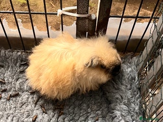 Guinea Pig rodents Two pairs of bonded Texel and Lunkarya boys - Advert 1