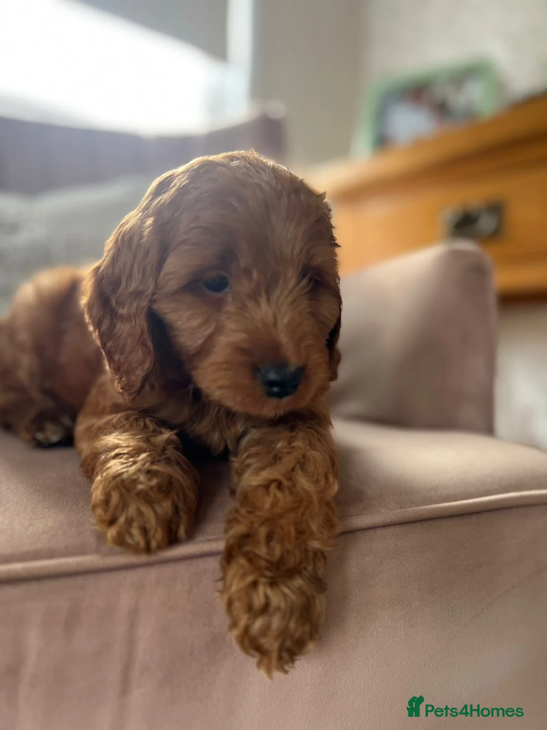 Cavapoo dogs for sale: Stunning red cavapoo puppies  - Advert 9
