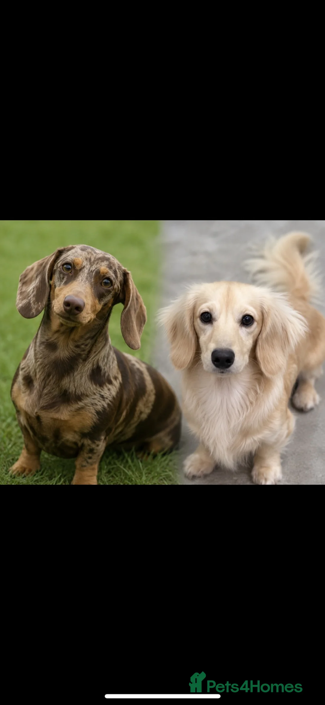 Miniature Dachshund dogs for sale: Miniature daschund - Advert 2