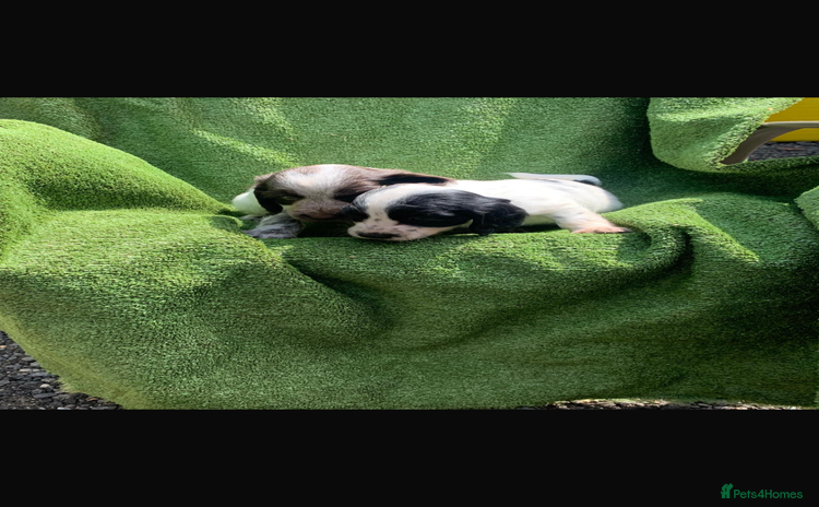 Cocker Spaniel dogs - Advert 6