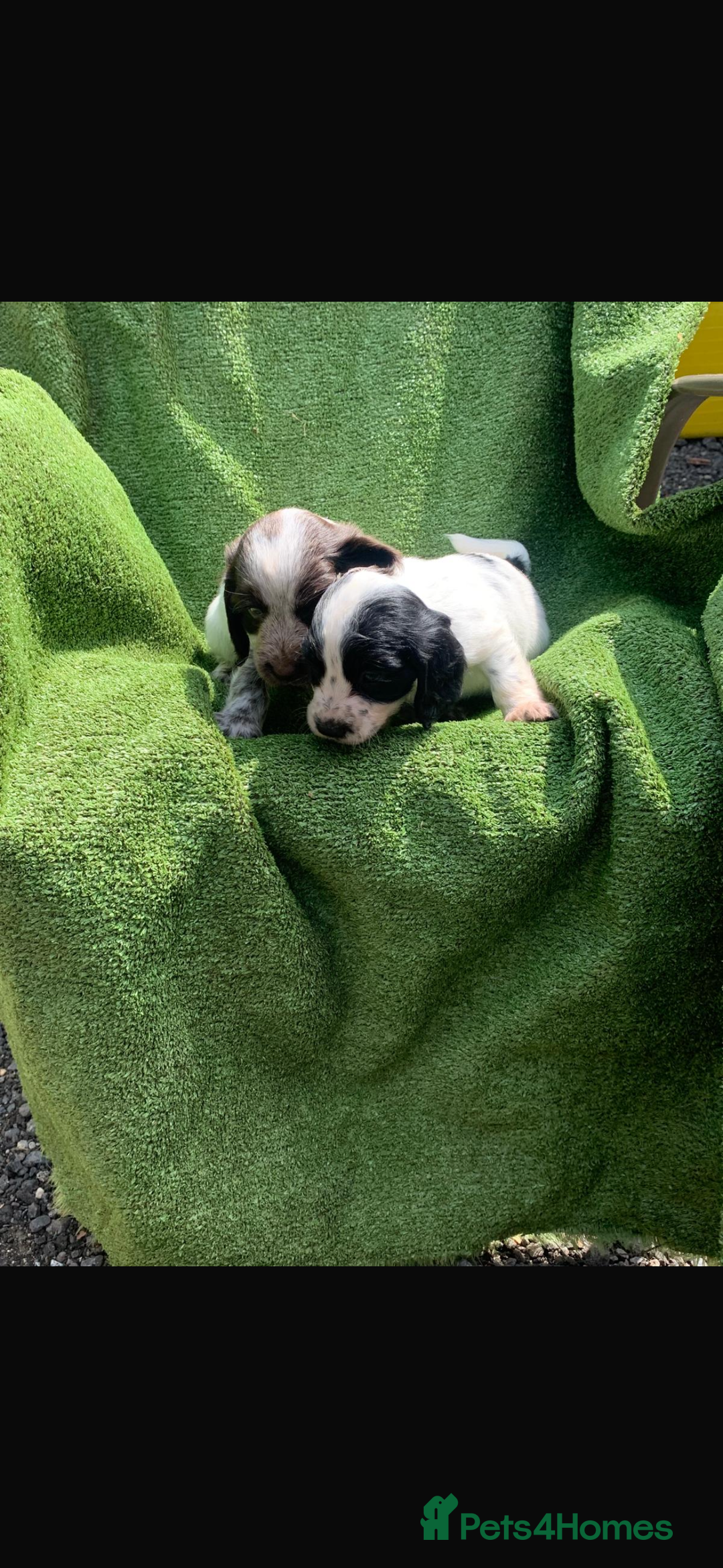 Cocker Spaniel dogs for sale: Cocker spaniel puppies only 2 left!  - Image 1