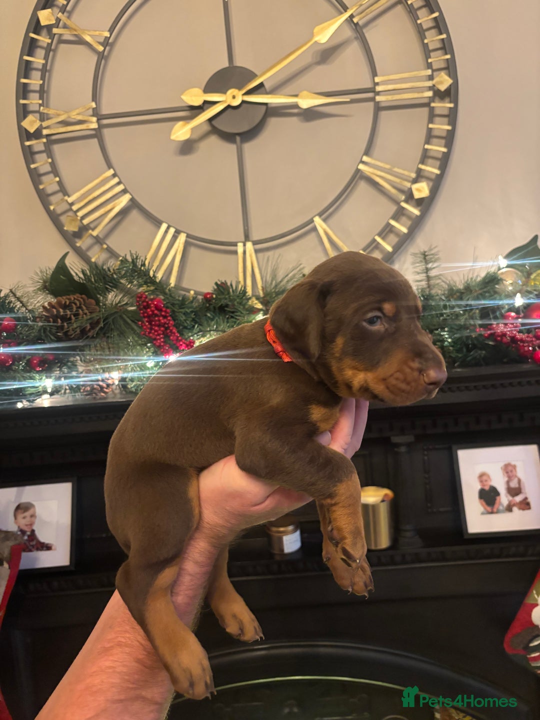 Dobermann dogs for sale: Beautiful chunky Dobermans puppies  - Advert 14