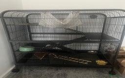 Rat rodents for sale: Two Rats and Cage - Image 3