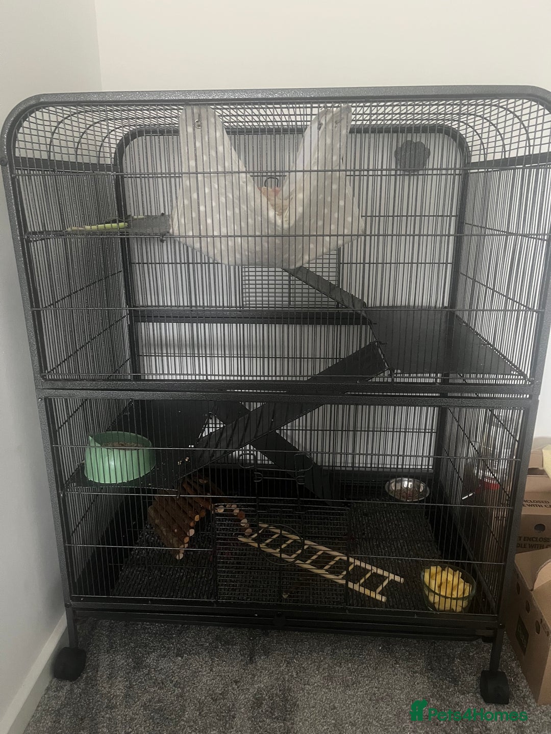 Rat rodents for sale: Two Rats and Cage - Image 3