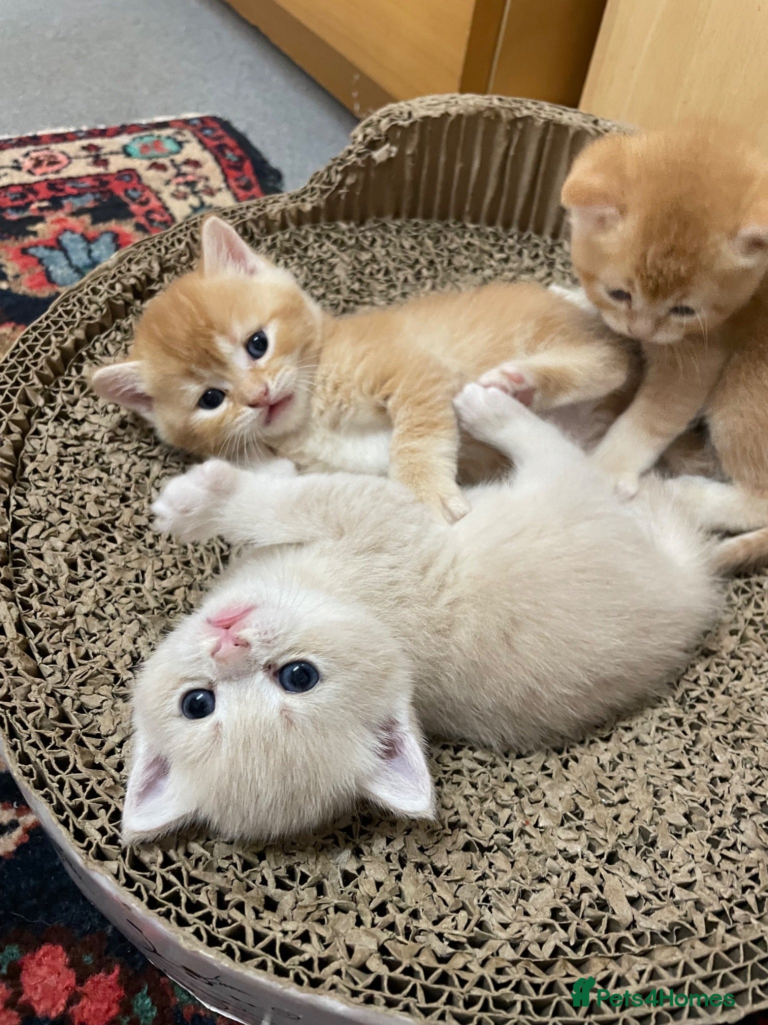 British Shorthair cats Adorable BSH kittens - Advert 2