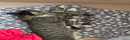 Mixed Breed cats for sale: Two female kittens  in Solihull - Advert 5