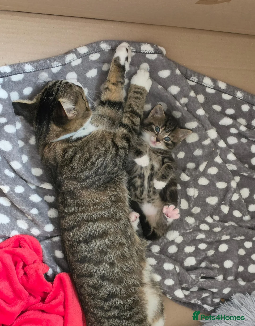 Mixed Breed cats for sale: Two female kittens  in Solihull - Advert 5