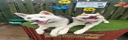 Siberian Husky dogs for sale: 2X Siberian Huskies. 1Male&1Female in Bradford - Advert 3