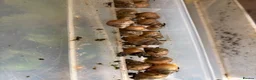 Snails invertebrates for sale: :Jodatzi baby giant african land snails - Advert 2