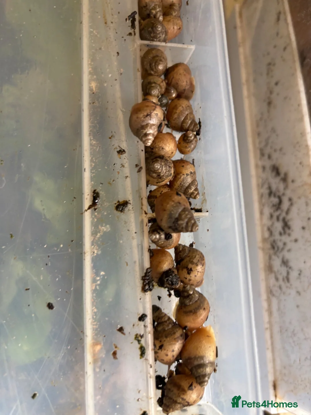 Snails invertebrates for sale: :Jodatzi baby giant african land snails - Advert 2