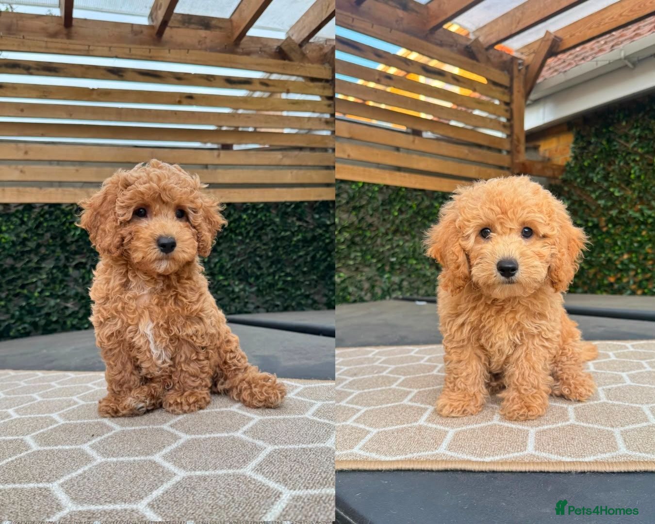 Poochon dogs READY NOW - DNA health tested Poochon Puppies 🐶  - Advert 1