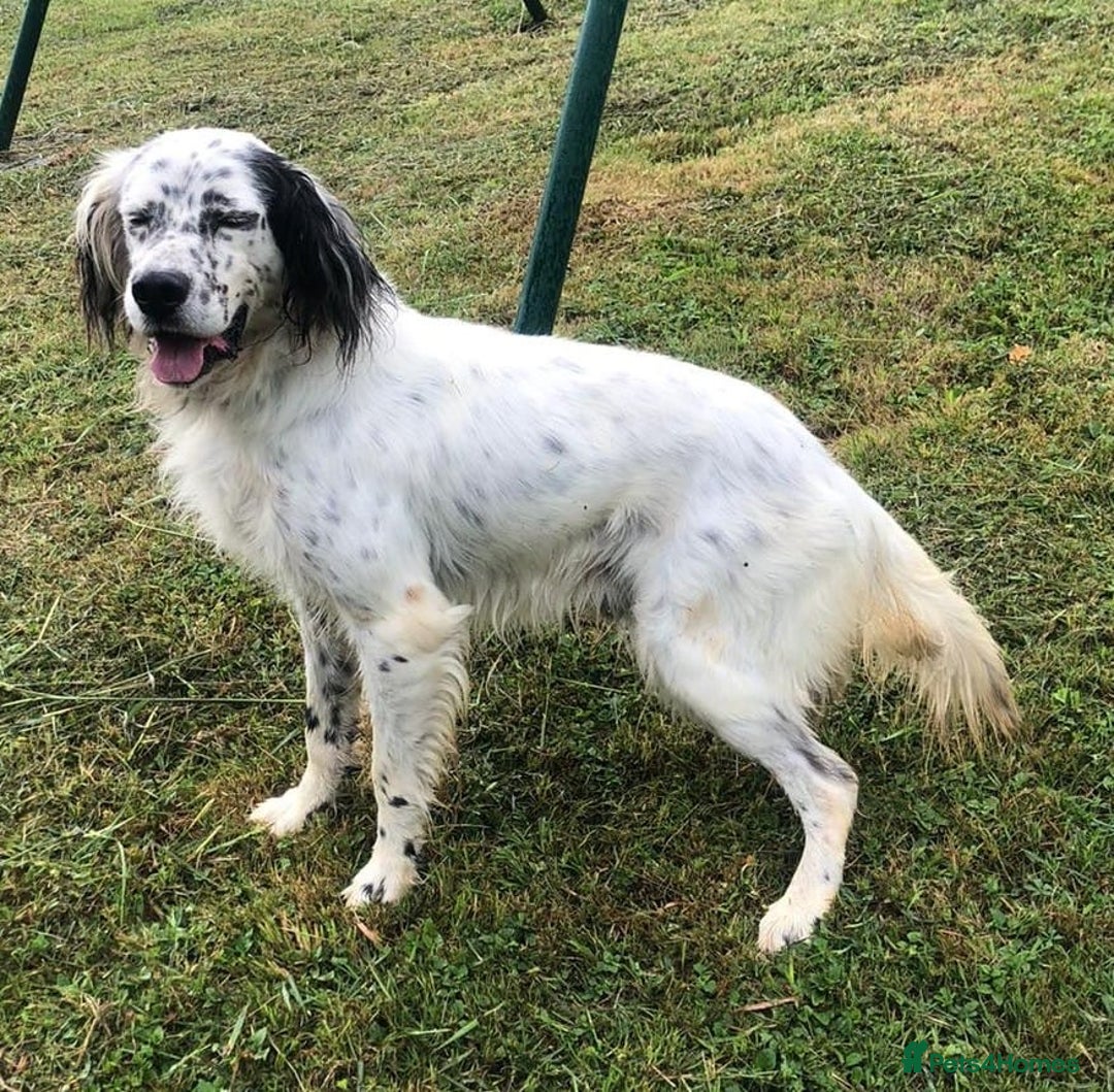 English Setter dogs for adoption: Ola   - Advert 10