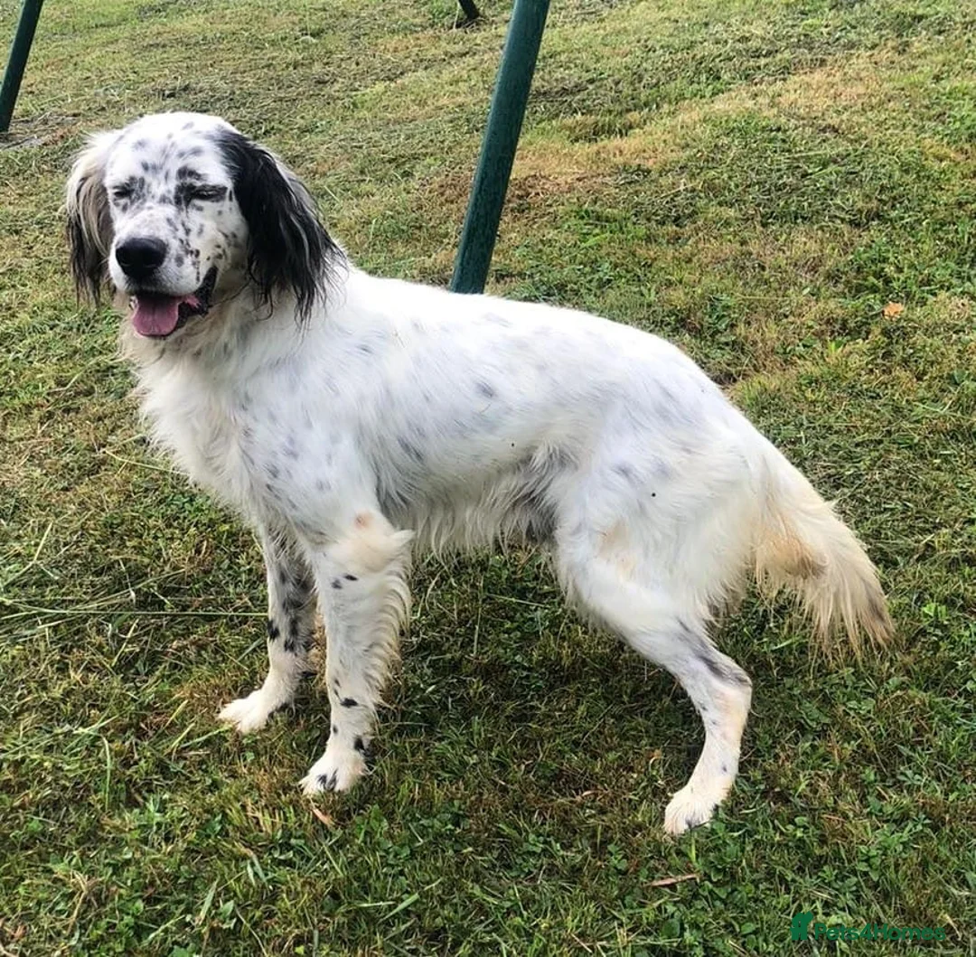 English Setter dogs for adoption: Ola   - Advert 10