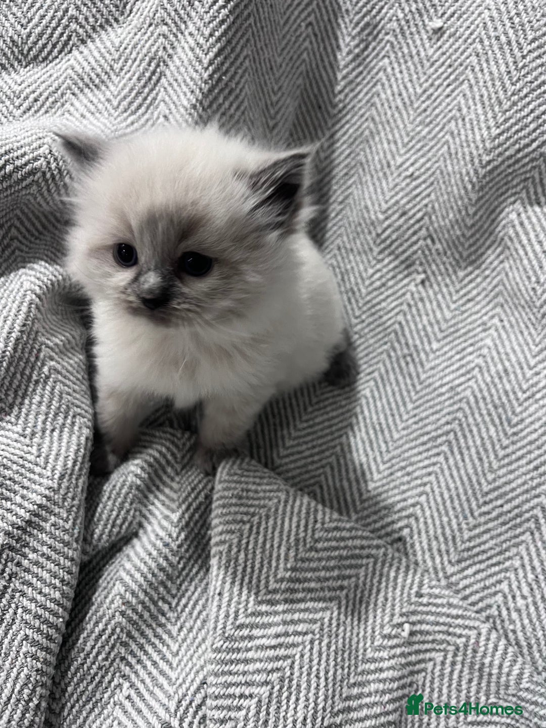 Ragdoll cats for sale: Adorable Ragdoll kittens  - Advert 14