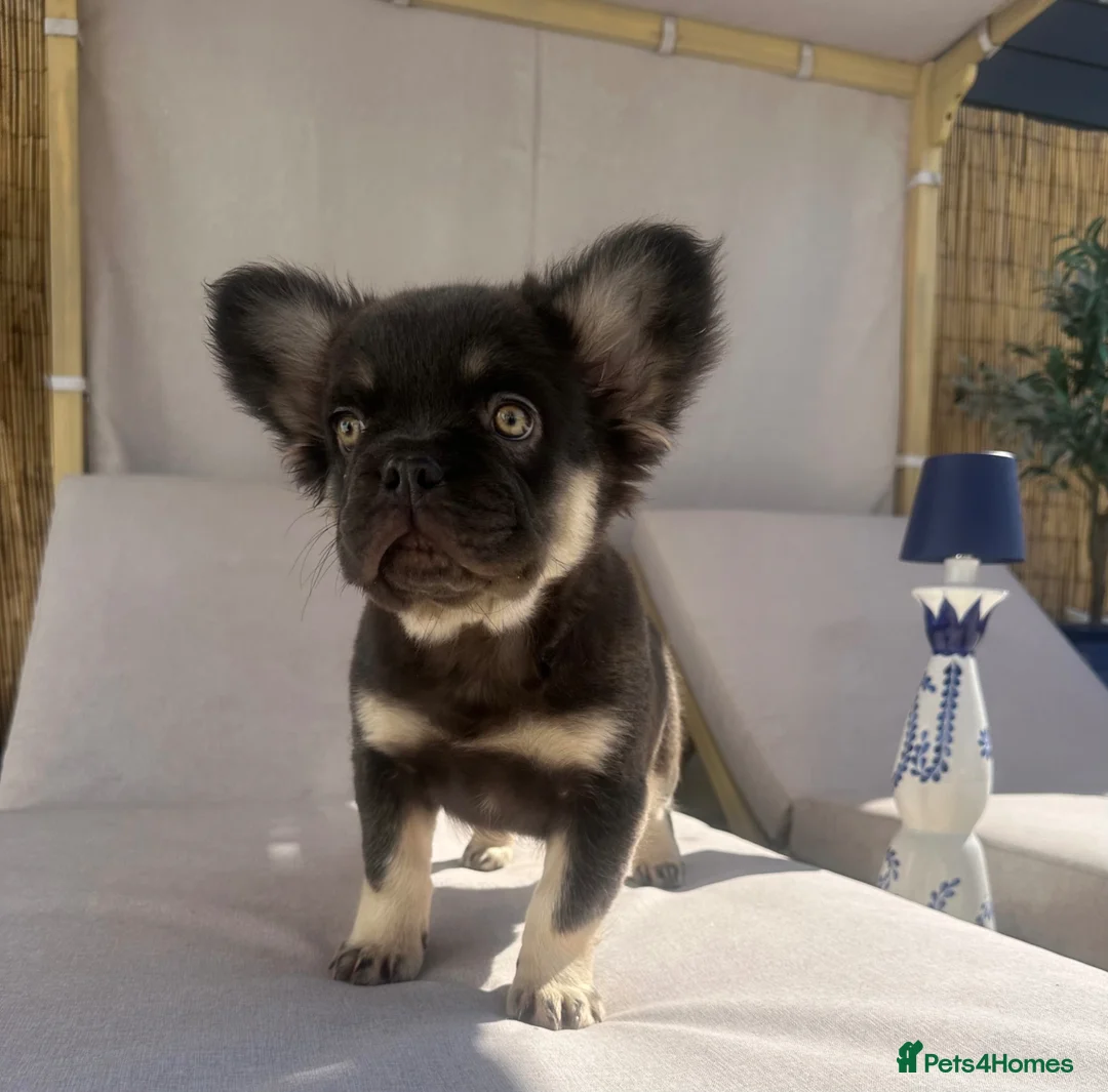 French Bulldog dogs for sale: Fluffy French bull dog puppies and pink frenchie in Brentwood - Advert 1