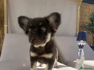 French Bulldog dogs Fluffy French bull dog puppies and pink frenchie - Advert 1