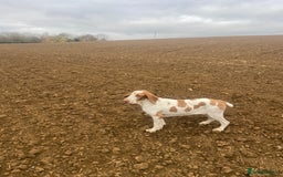 Bracco Italiano dogs for sale: 🌟 TOP BREEDER 2021,22,22,24,25🌟 - Image 18
