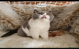 British Shorthair cats for sale: Tica Registered Blue British Shorthair kittens - Image 33