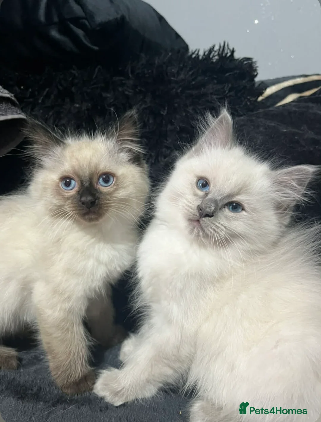 Ragdoll cats for sale: Pure ragdoll kitten - Advert 2