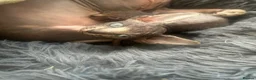 Sphynx cats for sale: READY FOR NEW HOME,2 boys still available. - Advert 15