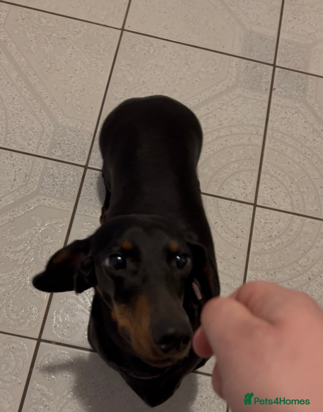 Dachshund dogs for sale: Dachshund Bitch for sale.(Ruby) - Advert 8