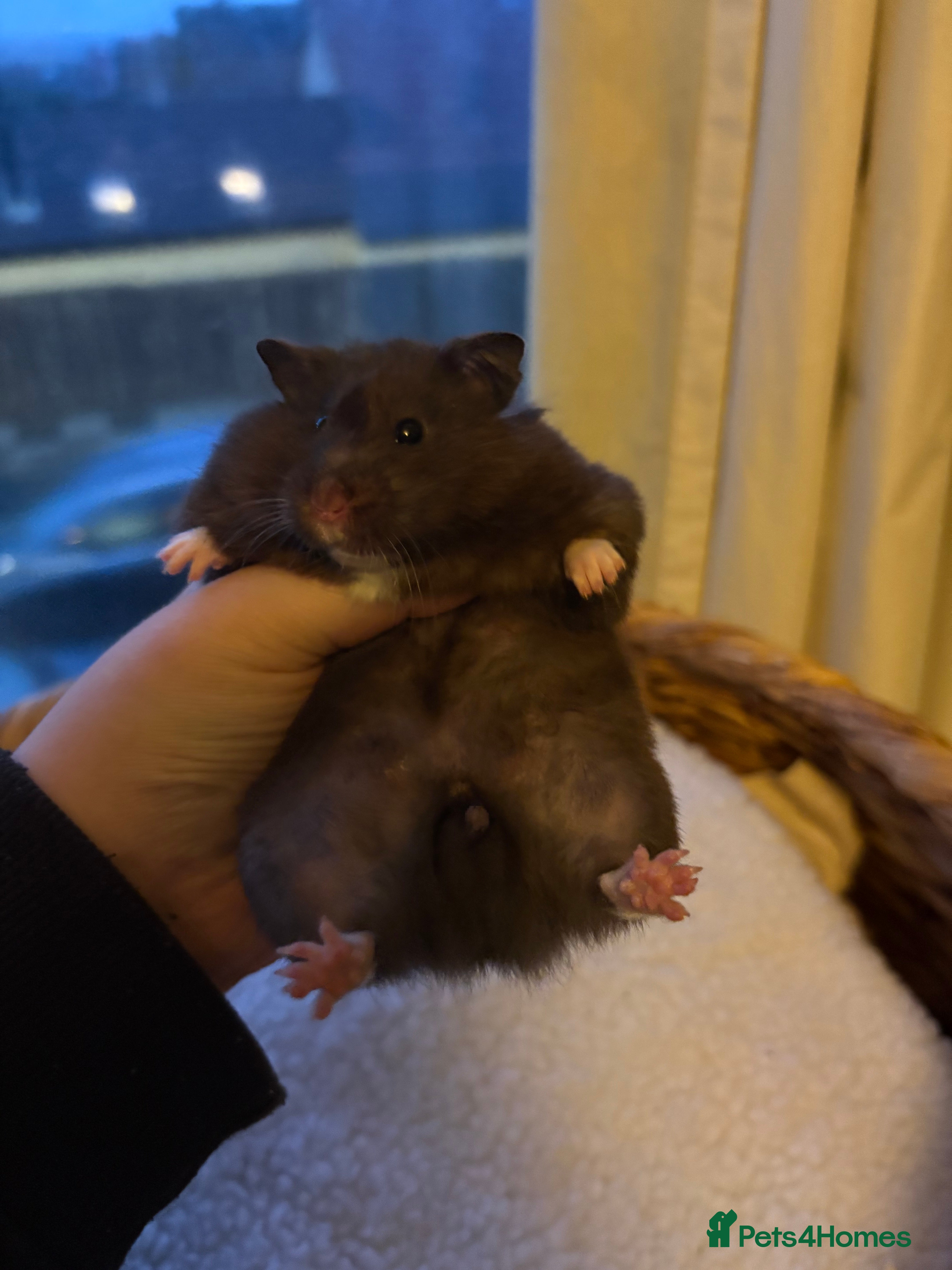 Hamster rodents  Syrian hamsters and dwarf hamster for rehoming - Advert 4