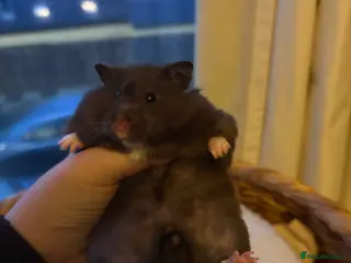 Hamster rodents Syrian hamsters and dwarf hamster for rehoming - Advert 4