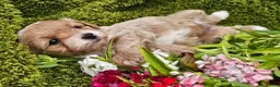 Maltipoo dogs for sale: Stunning red maltipoos - Advert 1