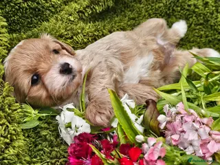 Maltipoo dogs Stunning apricot/pale red maltipoos - Advert 1
