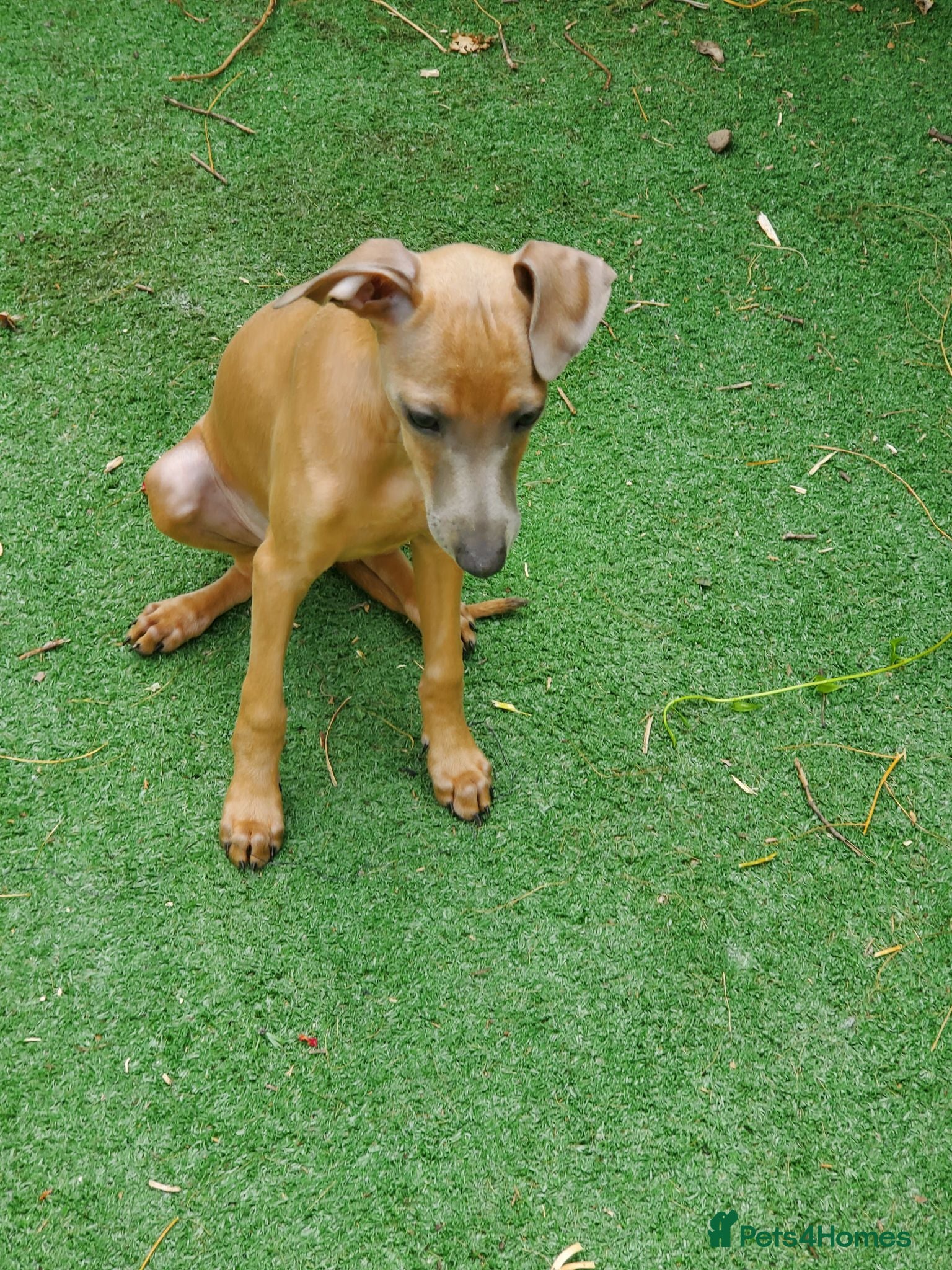 Italian Greyhound dogs Stunning kc Italian greyhounds  - Advert 2