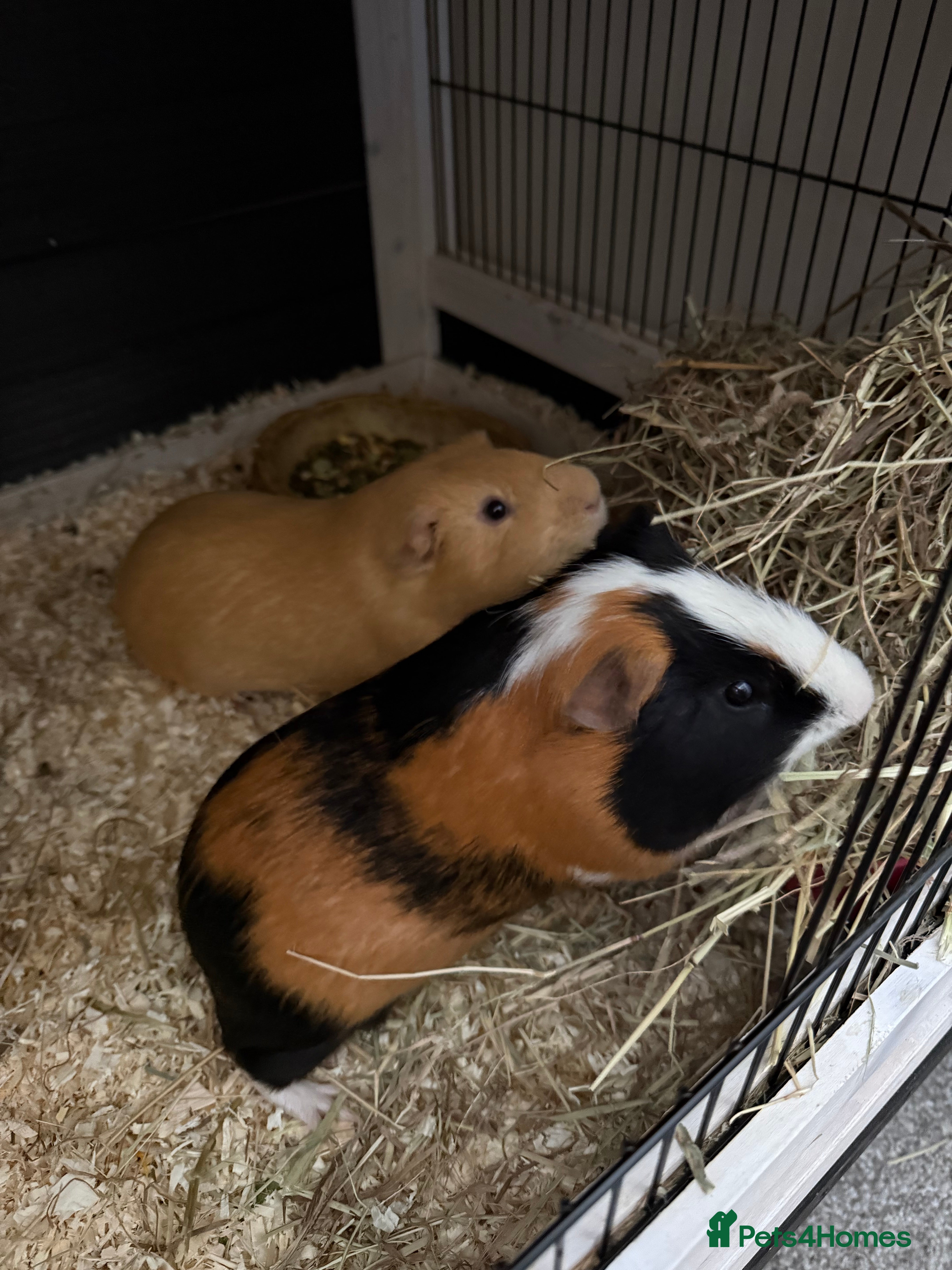 Guinea Pig rodents 2 male baby guinea pigs - Advert 1