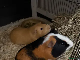 Guinea Pig rodents 2 male baby guinea pigs - Advert 2