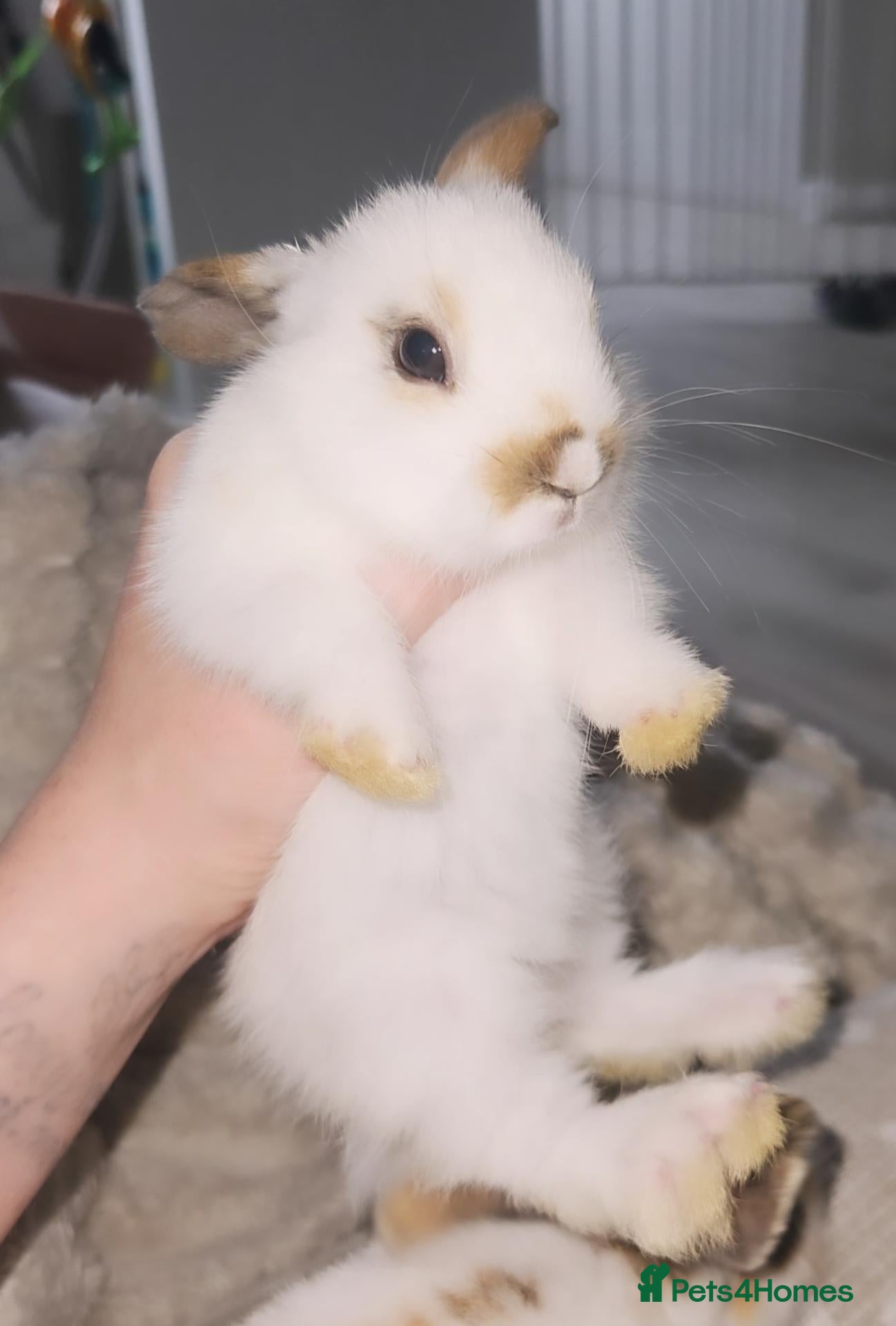 Mini Lop rabbits Baby rabbits READY NOW - Advert 2