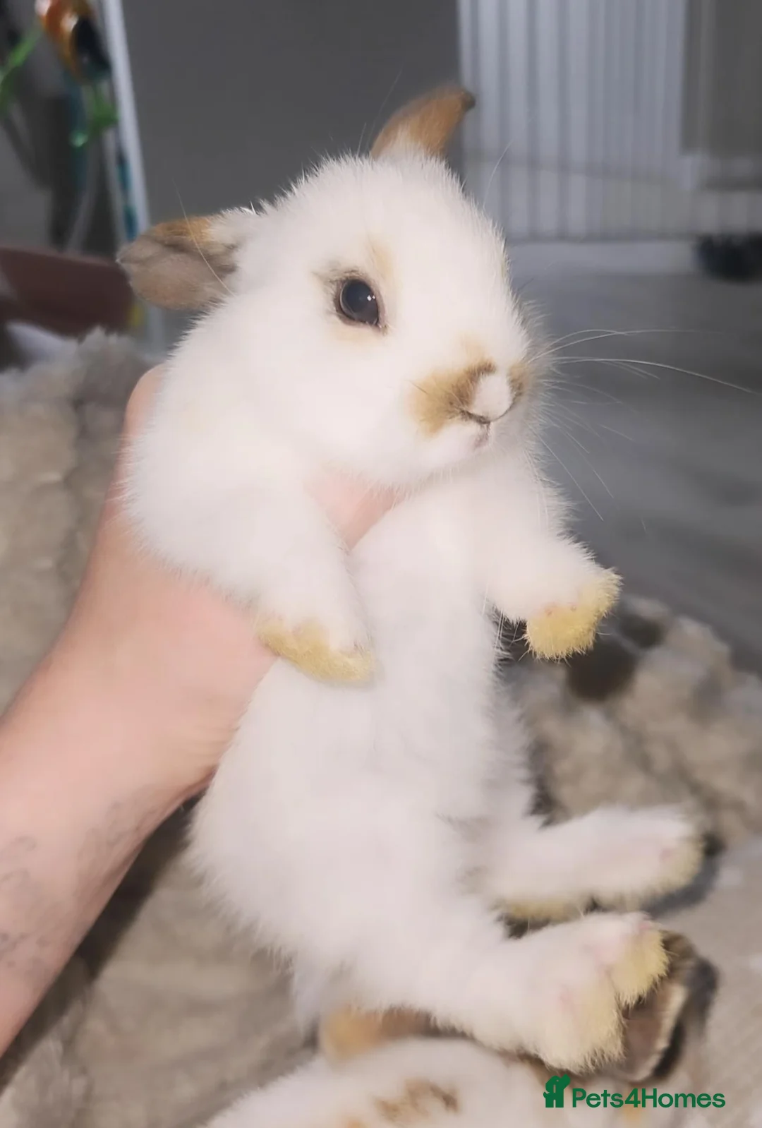 Mini Lop rabbits for sale: Baby rabbits READY NOW - Advert 2