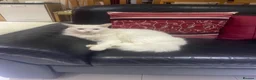 Turkish Angora cats for sale: Pure white Cat, beautiful affectionate, Longhair in Luton - Advert 3
