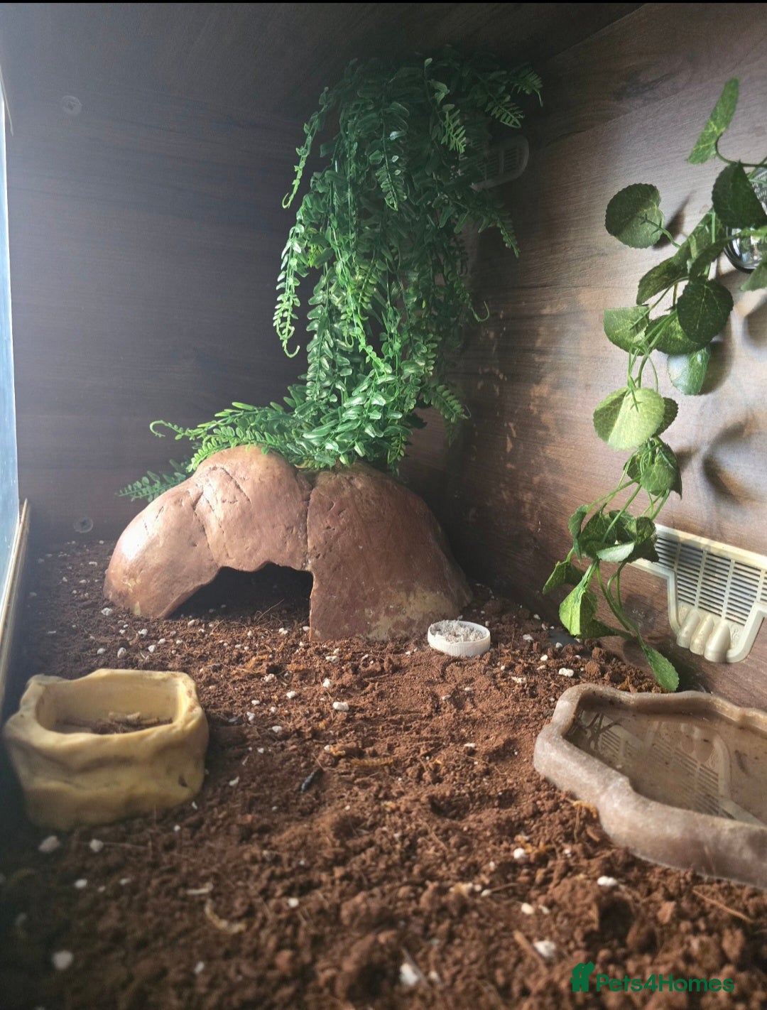 Leopard Gecko reptiles for sale: 7 months old Female leopard gecko  - Advert 4
