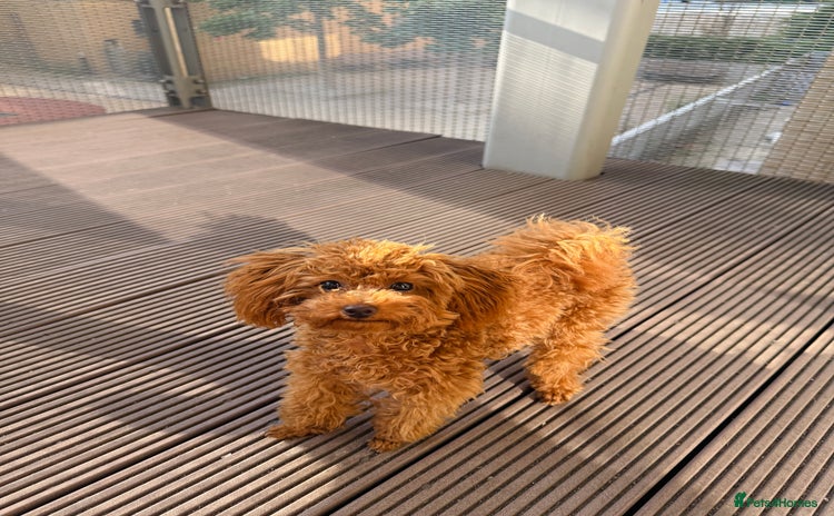 Toy Poodle dogs - Advert 14